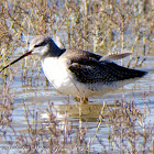 Spotted Redshank; Archibebe Oscuro