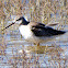 Spotted Redshank; Archibebe Oscuro