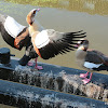 Egyptian goose