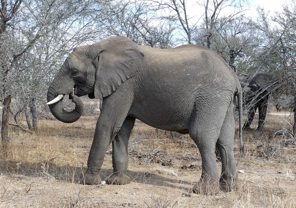 SUDÁFRICA, DOS SEMANAS POR EL KRUGER Y LA COSTA SUR - Blogs de Sudáfrica - KRUGER DÍA 3: DE LOWER SABIE A SKUKUZA (7)