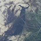 California sea hare