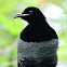 Victoria’s Riflebird