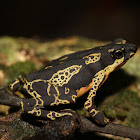 Hoogmoed's Harlequin Toad