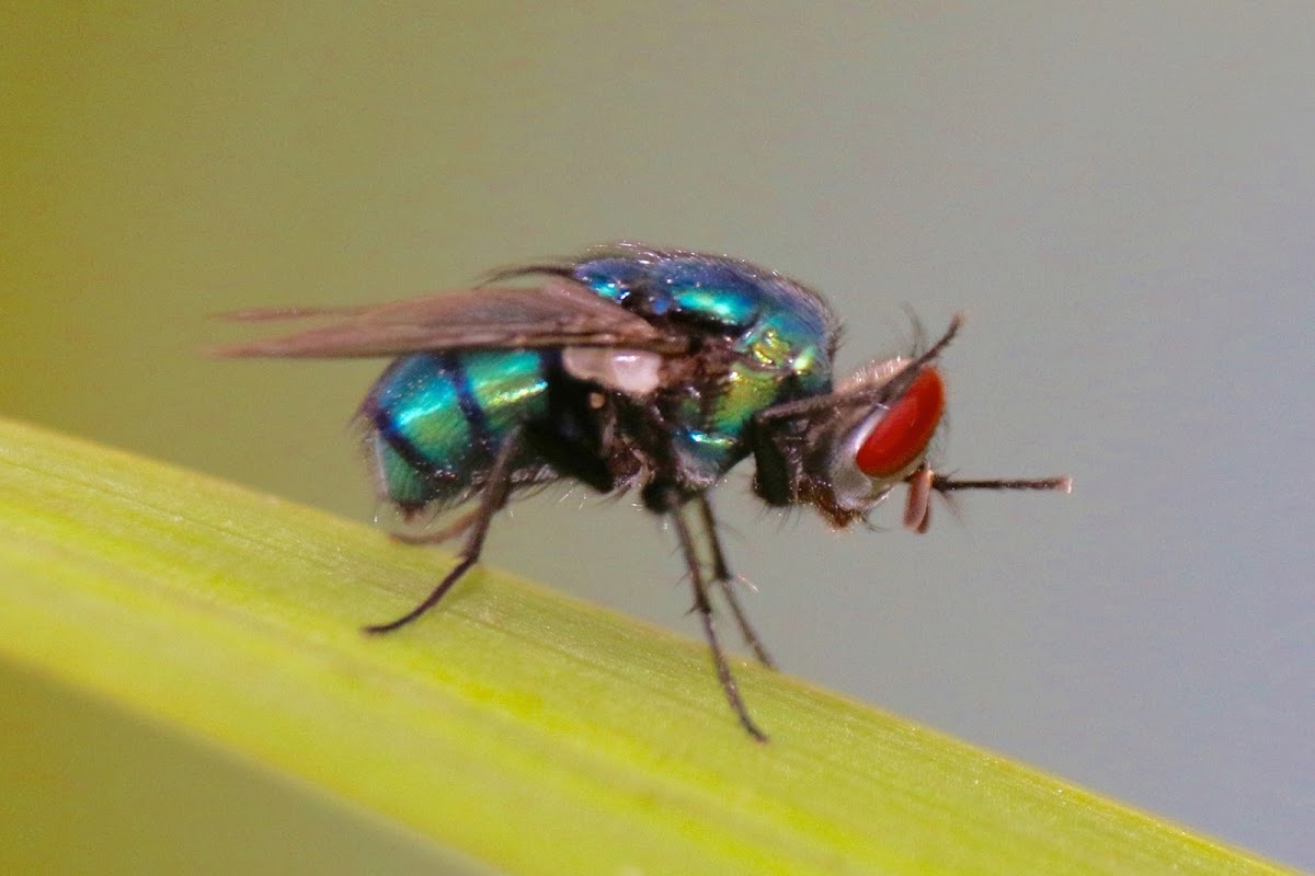 Green bottle fly