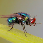 Green bottle fly