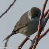 Blackcap; Curruca Capirotada