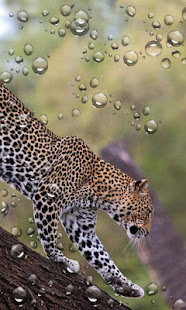 Jaguars n Leopards Live Wallpaper(圖4)-速報App