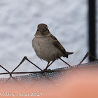 House Sparrow; Gorrión Común