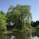 Willow Tree