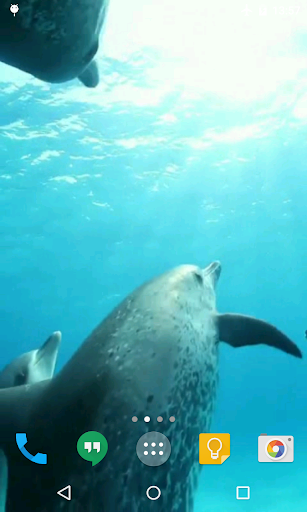 Screenshot Dolphins HD Live Wallpaper