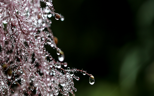 Macro drops of water.