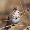 Song Sparrow