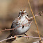 Song Sparrow