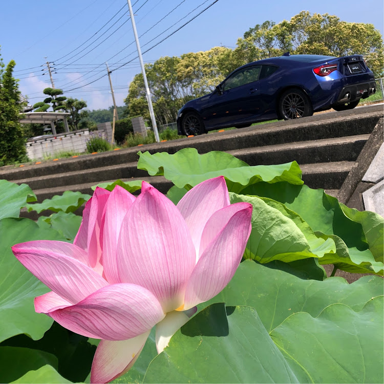BRZのピックアップチャレンジ・蓮の花と愛車✨・蓮の花・夏のお花見・遠賀郡島津峯が浦池公園に関するカスタム事例の投稿画像1枚目