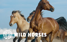 Wild Horses HD Wallpaper New Tab Theme small promo image