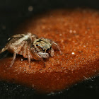 Stenaelurillus Jumping Spider