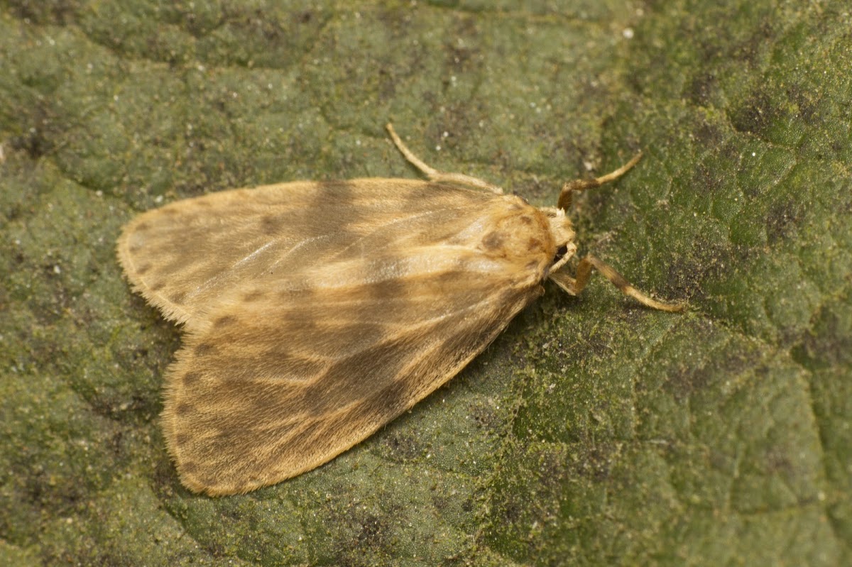 Footman Moth