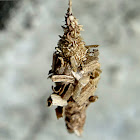 Bagworm Moth case