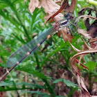 Metallic Ringtail Damselfly