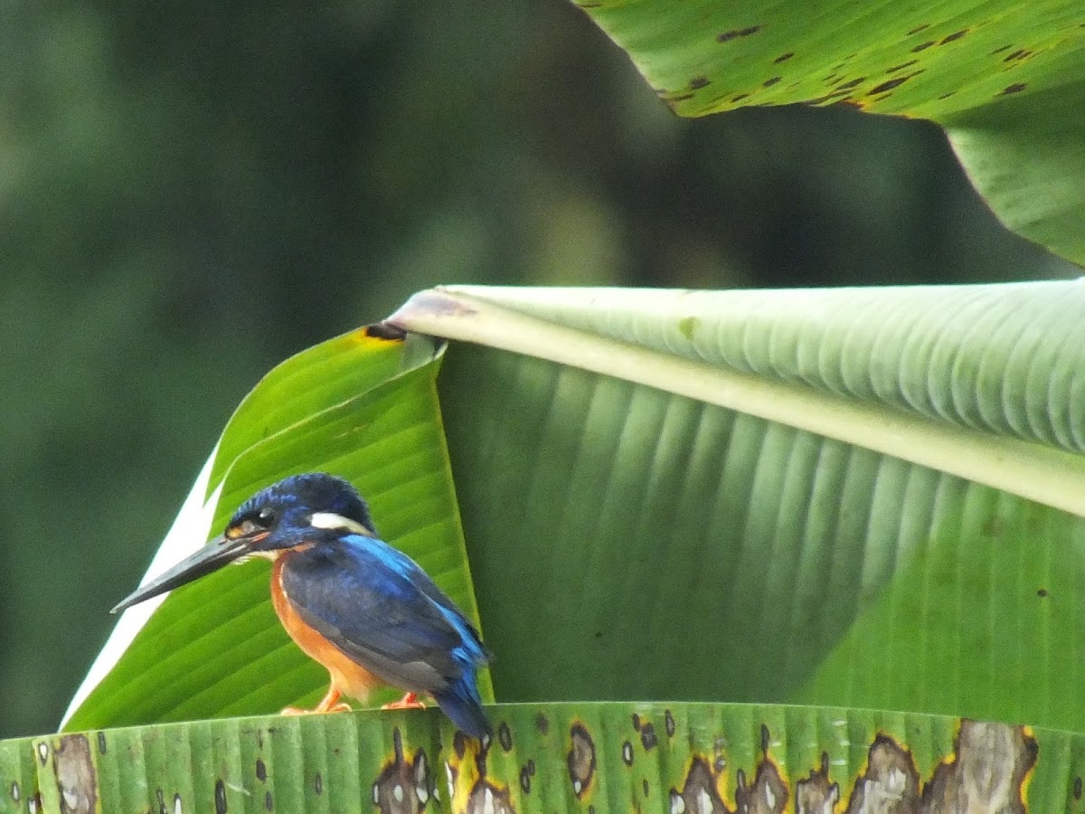 Blue-eared kingfisher