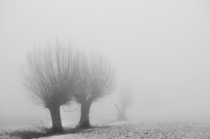 Trees in the fog di msartori67