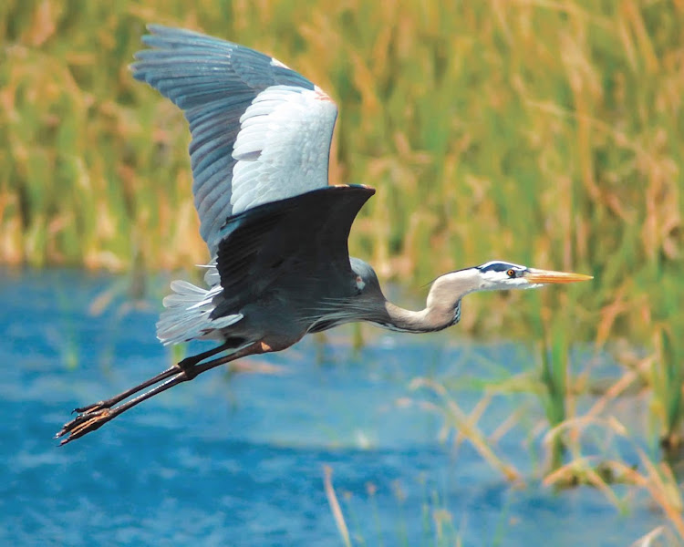  Guests aboard American Cruise Lines can look forward to seeing wildlife such as heron up close during tours.