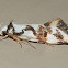 Oecophorid Moth