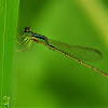 Citrine Forktail