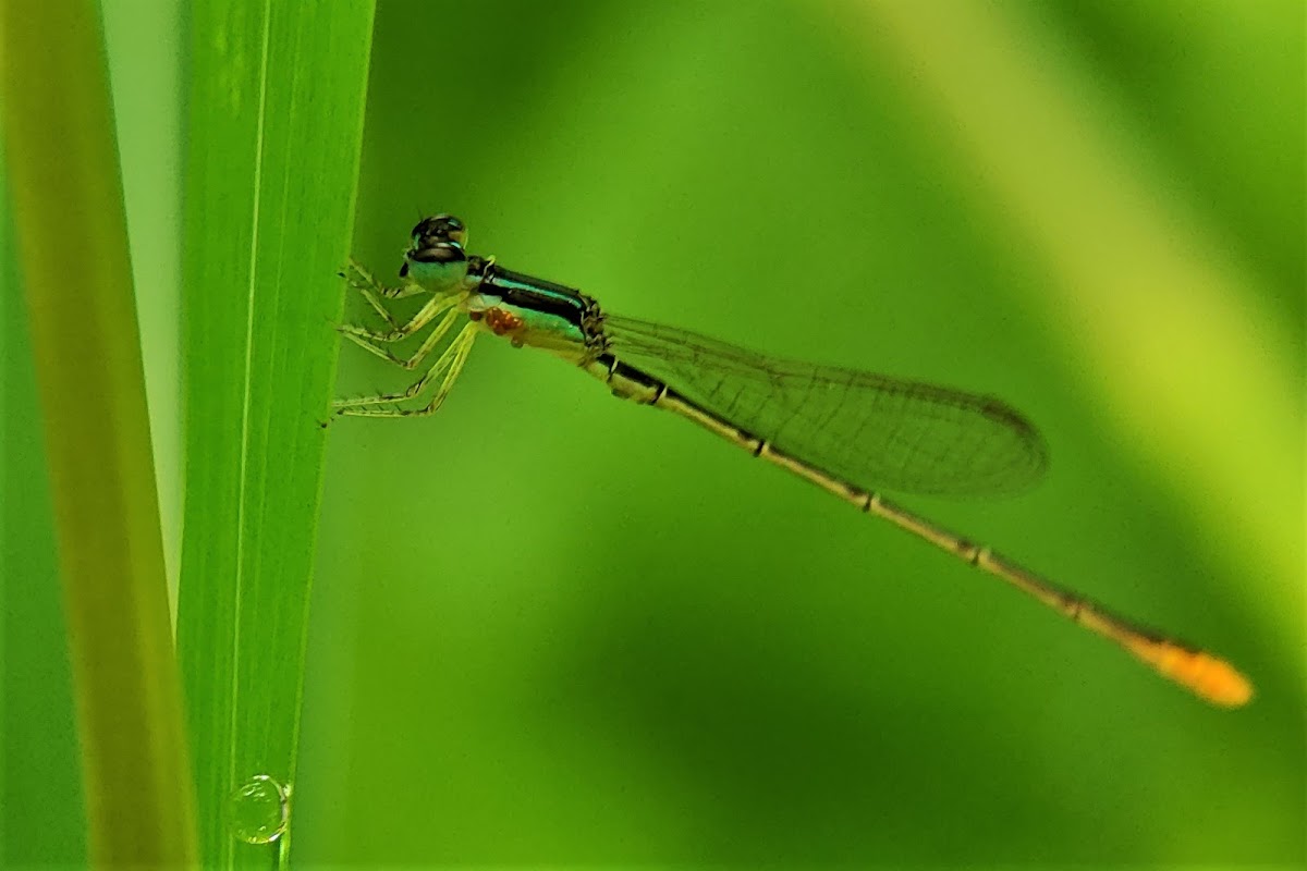 Citrine Forktail