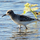 White-rumped sandpiper