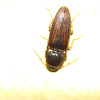 click beetle