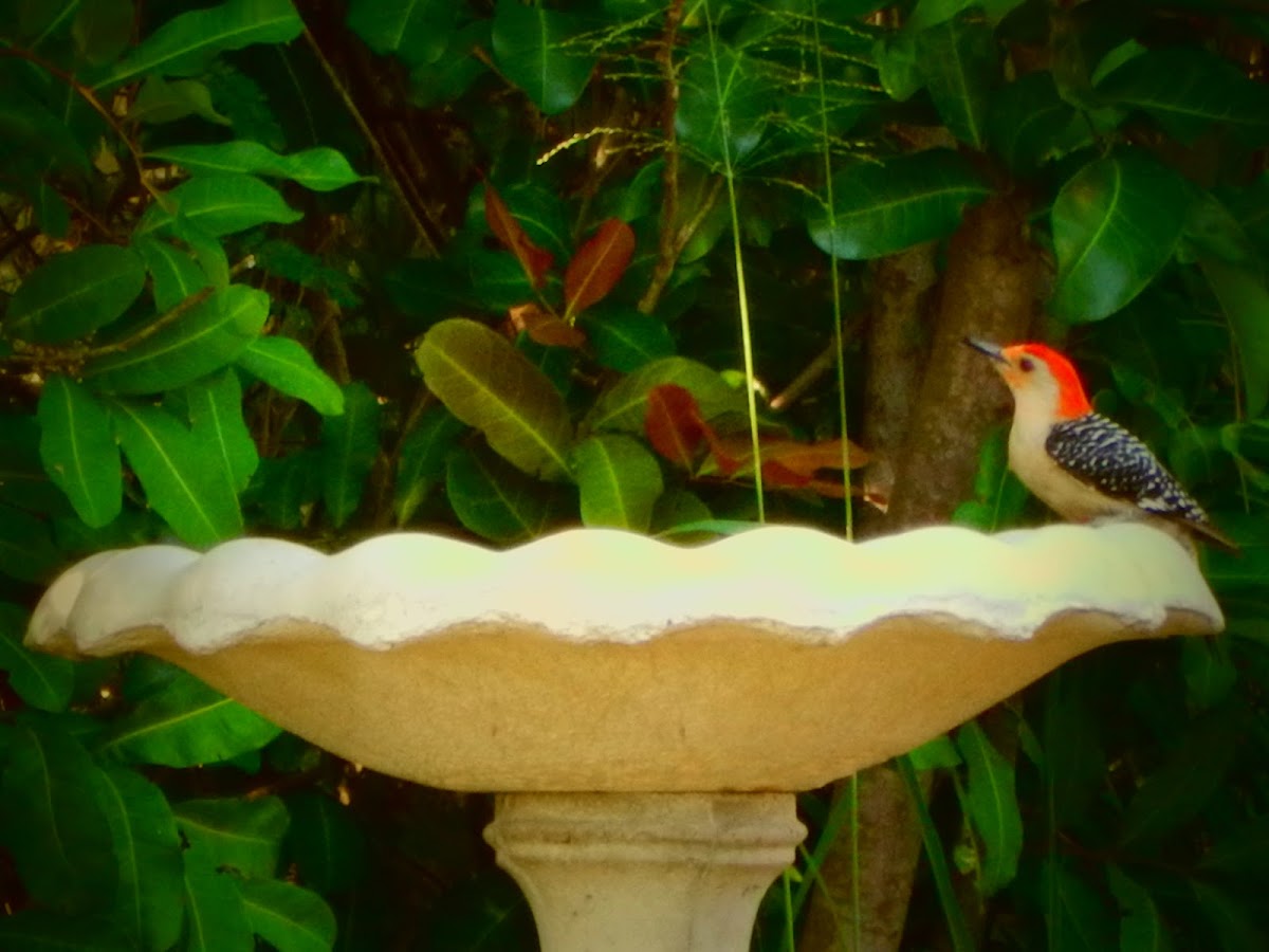 Red-Bellied Woodpecker