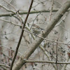 Yellow-Rumped "Myrtle" Warbler (female)