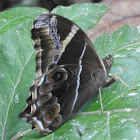 Bamboo Treebrown, female