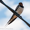 Barn Swallow; Golondrina Común