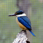 sacred kingfisher