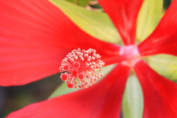 Malesian Hibiscus di jeeg78