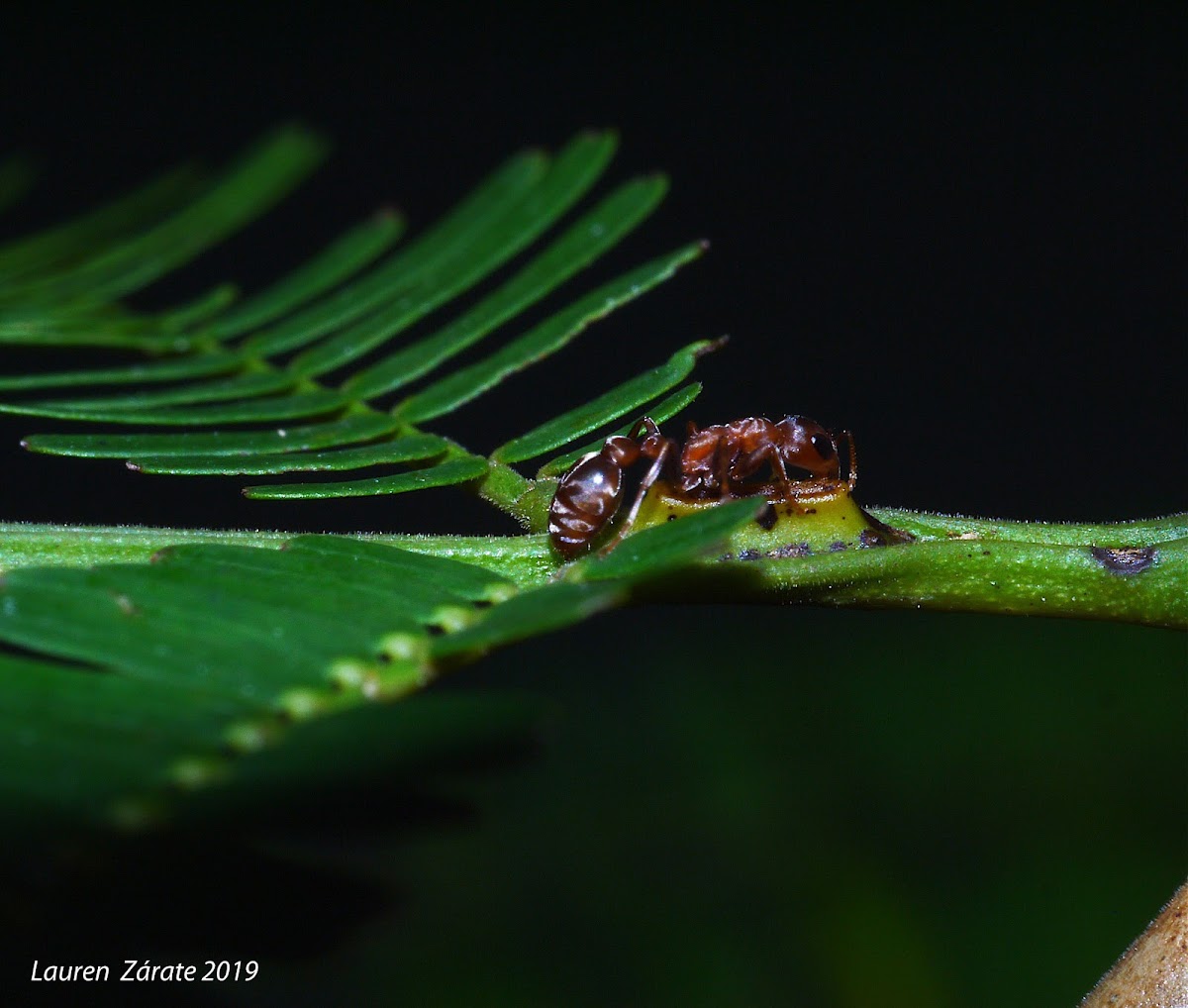 Pseudomyrmex Ant of the Swollen Thorn Acacia