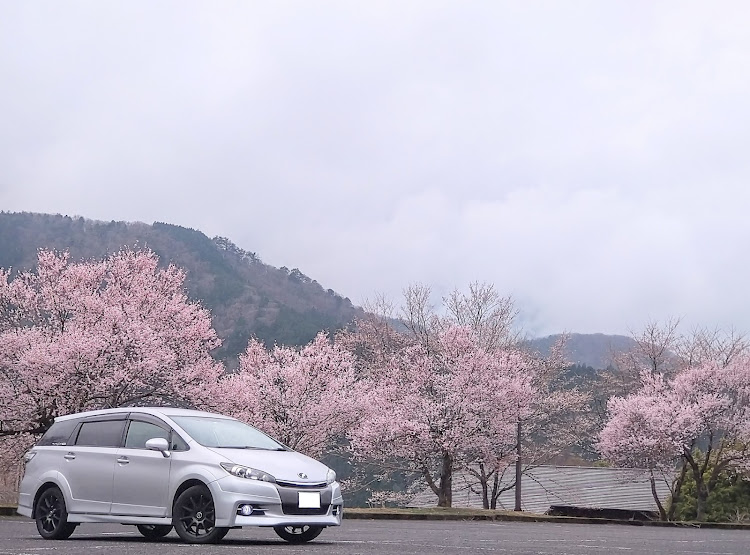 ウィッシュの車が好きな人と繋がりたい・写真が好きな人と繋がりたい・クルマ好きと繋がりたい・車写活・桜に関するカスタム事例の投稿画像7枚目