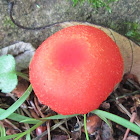 Waxy Cap Mushroom