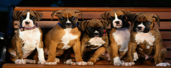 Dogs And Puppies Wallpaper HD Custom New Tab marquee promo image