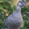 Ringed Teal