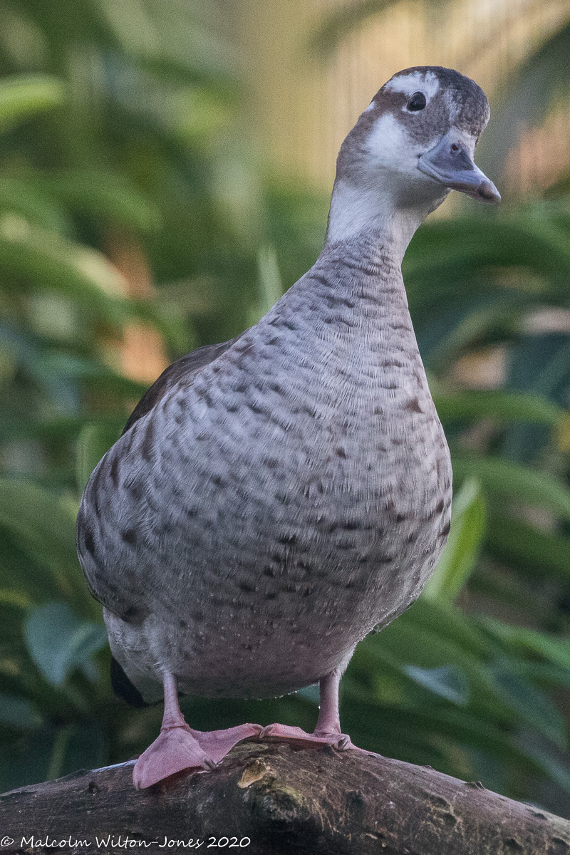 Ringed Teal