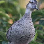 Ringed Teal