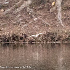 Common Sandpiper