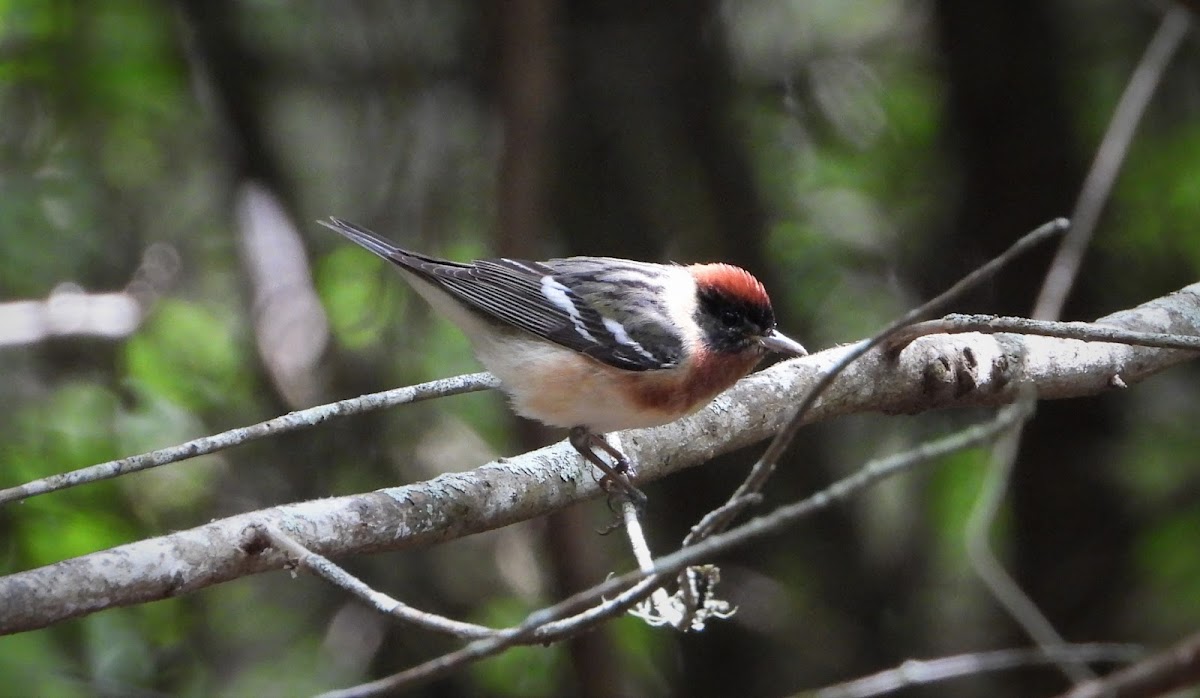 Bay-breasted warbler (male)