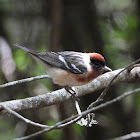 Bay-breasted warbler (male)