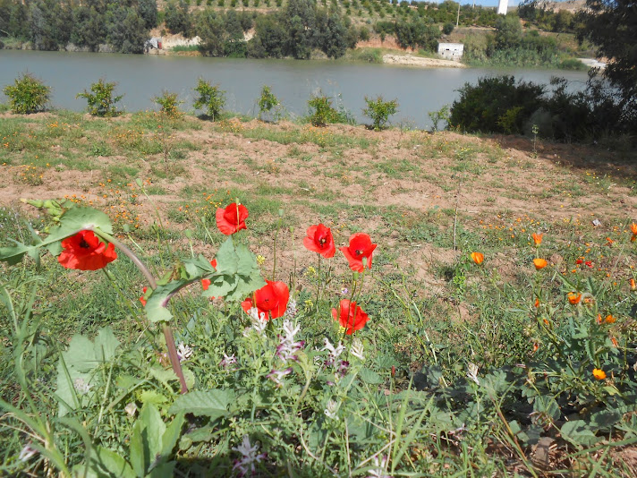 25 avril 2014 - le "barrage" sur l'Oum Rbia 0Zsw4db-4EKKutamPuZNljJpEYYHIlAEHBdcOjoI6q5D=w712-h534-no