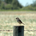 Savannah Sparrow