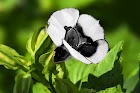Torenia (White and Black)